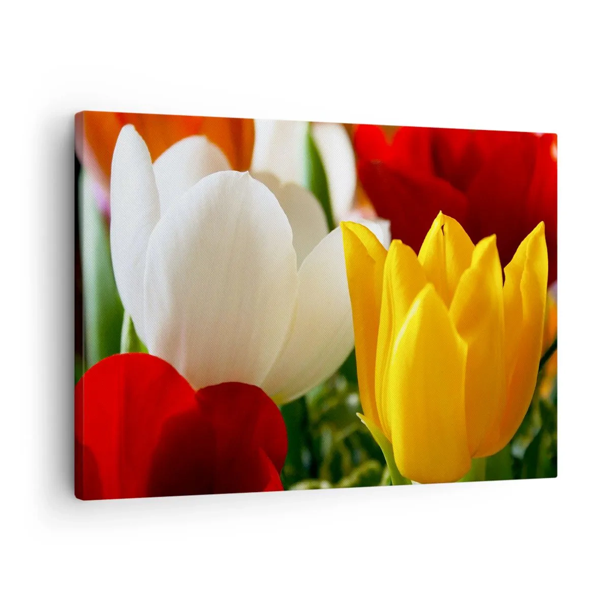 Obraz na plátne - Detailný záber farebných tulipánov na jarnom pozadí - 70x50cm - Tulipánová horúčka - Moderná nástenná dekorácia do obývacej izby a spálne ARTTOR