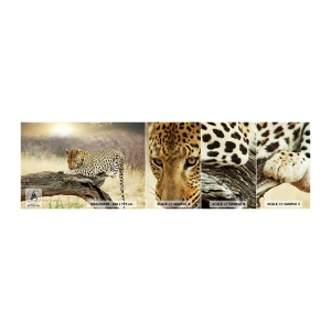 Vzorka Fototapeta Standard Eco - Chodím vlastnými cestami - Zvieratá, leopard, Afriky - 100x30 cm