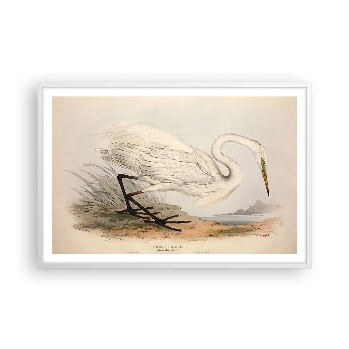 Plagát v bielom ráme - Pani rákosín - 91x61 cm