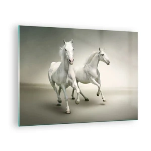 Obraz na skle - Dva biele kone bežiace na svetlom pozadí - 70x50cm - White power! - Moderná nástenná dekorácia do obývacej izby a spálne ARTTOR