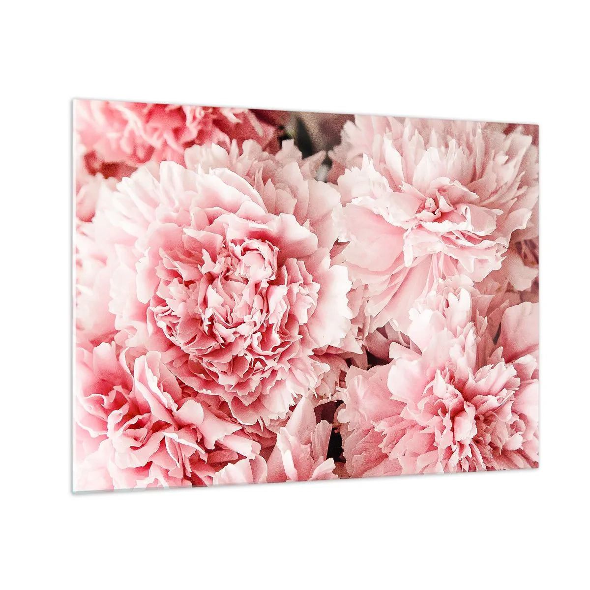 Obraz na skle - Detailný záber na ružové pivonky v plnom kvete - 70x50cm - Ružový sen - Moderná nástenná dekorácia do obývacej izby a spálne ARTTOR