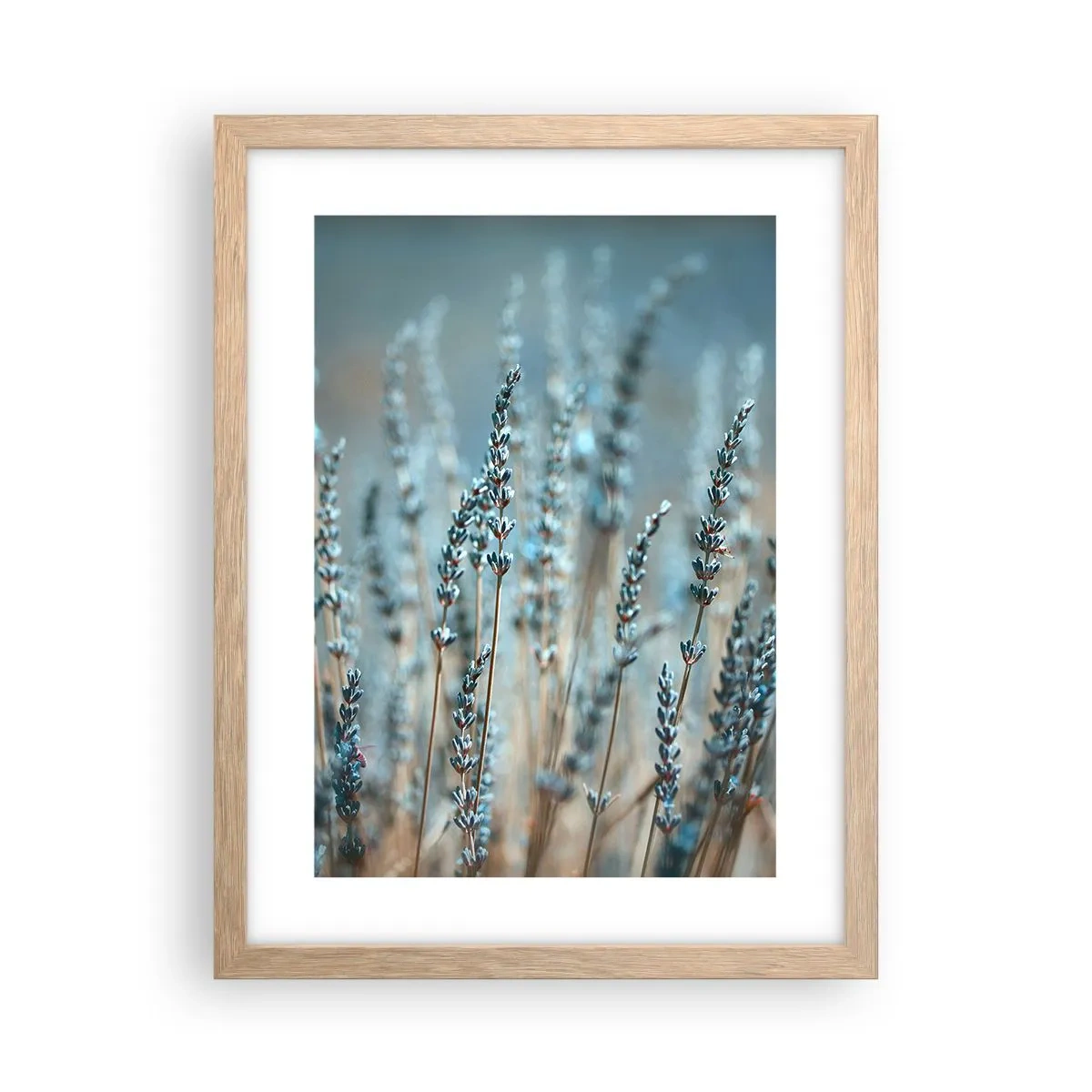 Plagát v ráme zo svetlého duba - Voňavý lán - 30x40 cm