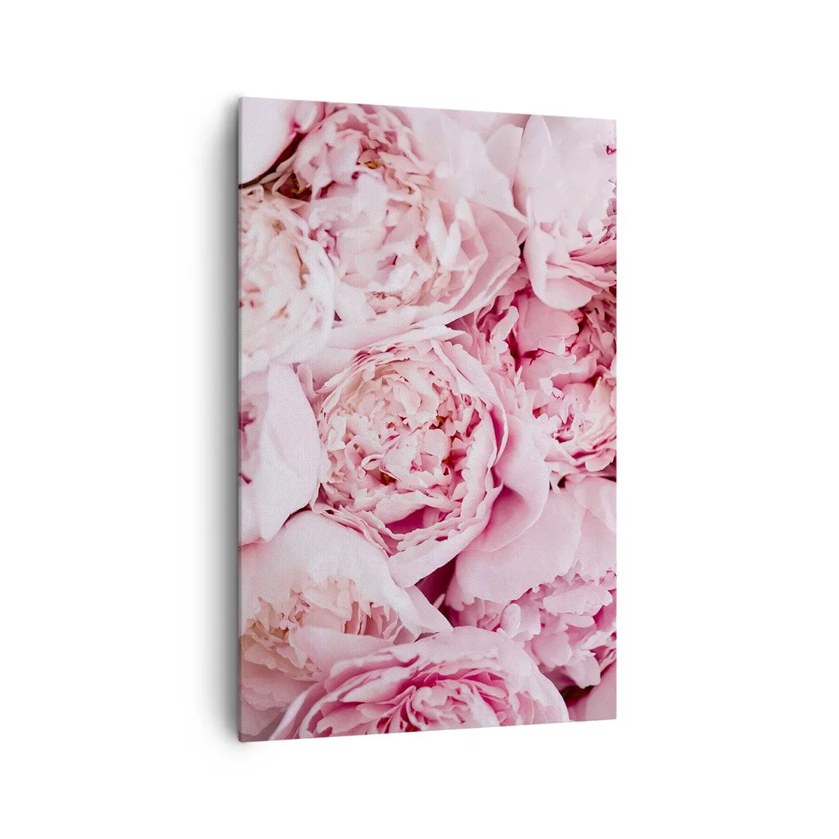 Obraz na plátne - Pritúlené a voňavé - 80x120 cm