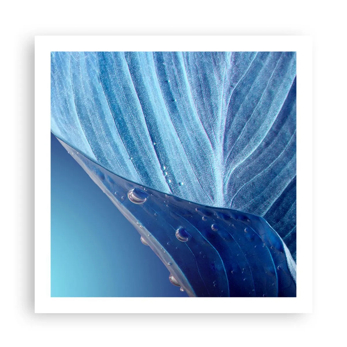 Plagát - Skryté kvapky modrej - 60x60 cm