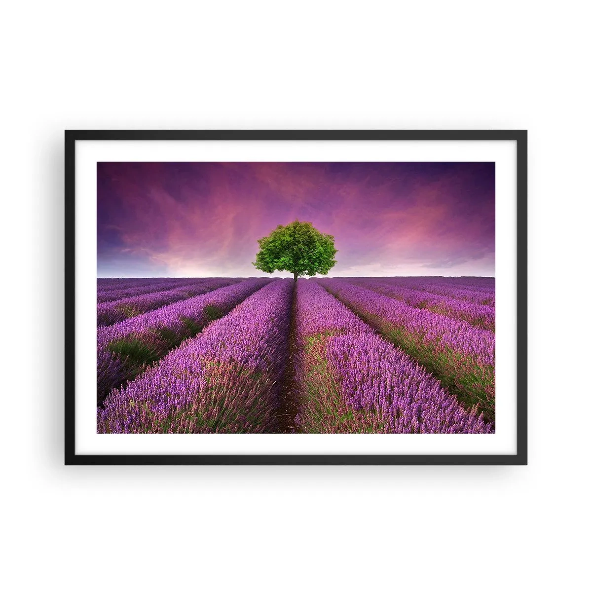 Plagát v čiernom ráme - Na levanduľových poliach - 70x50 cm