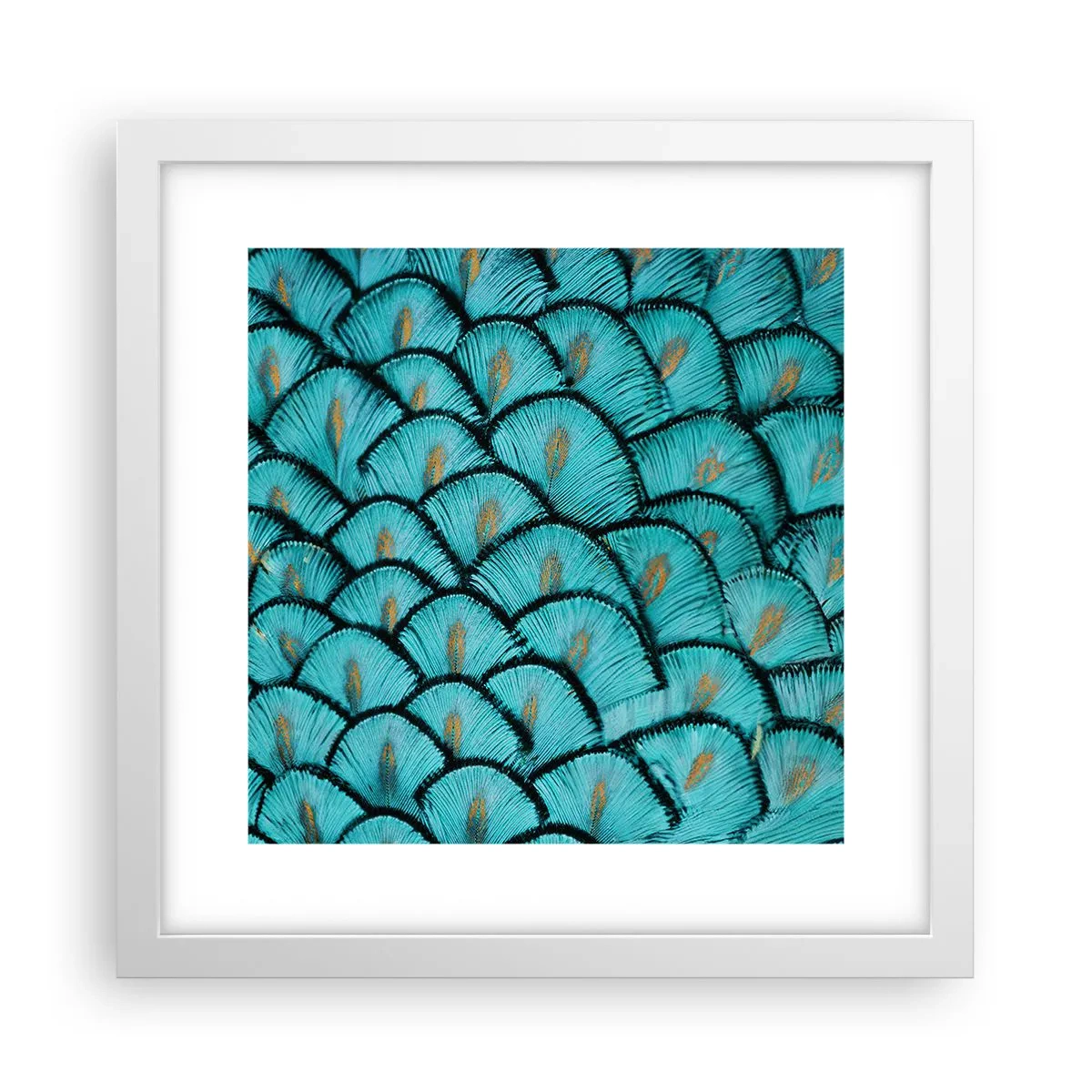 Plagát v bielom ráme - Veľká slávnosť peria - 30x30 cm