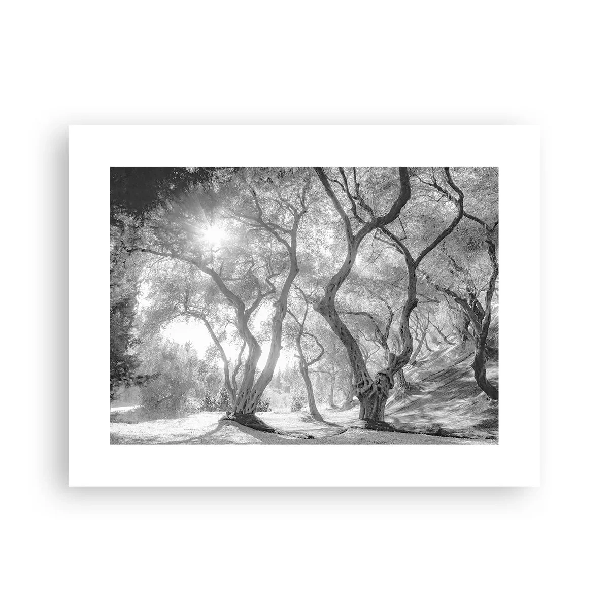 Plagát - V olivovom háji - 40x30 cm