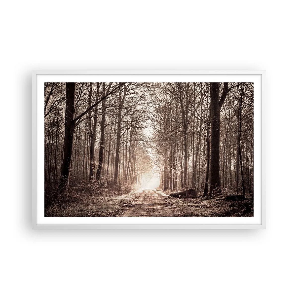 Plagát v bielom ráme - Lesná katedrála - 91x61 cm