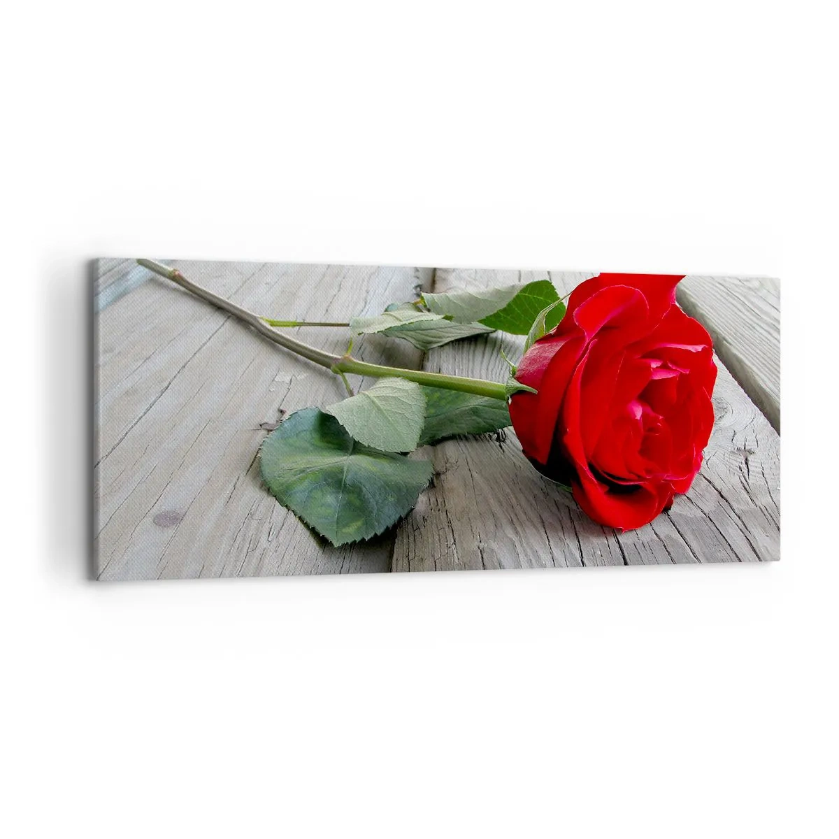 Obraz na plátne - Štúdia v šarlátovej - 120x50 cm