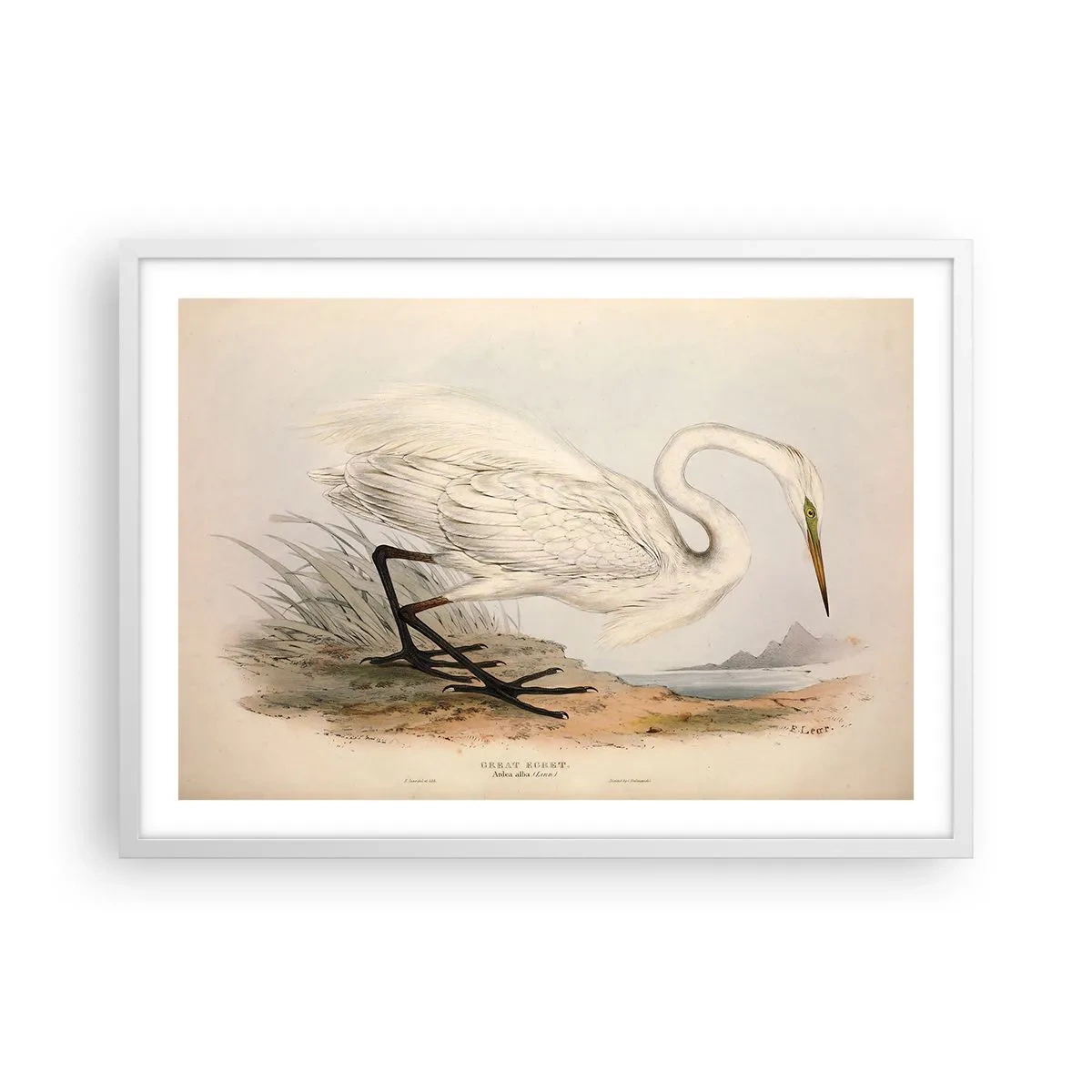 Plagát v bielom ráme - Pani rákosín - 70x50 cm