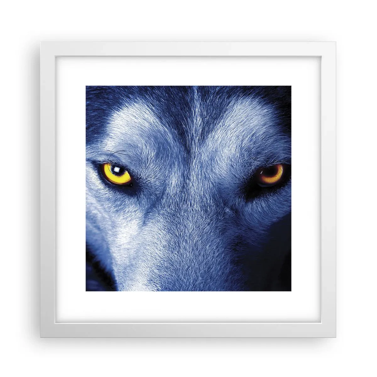 Plagát v bielom ráme - Fascinujúci pohľad - 30x30 cm