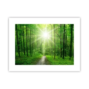 Plagát - Zelená katedrála - 40x30 cm