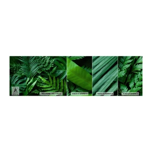Vzorka Fototapeta Standard Eco - Objaté v zeleni - Exotická rastlina, Palmový list, List Monstera - 100x30 cm