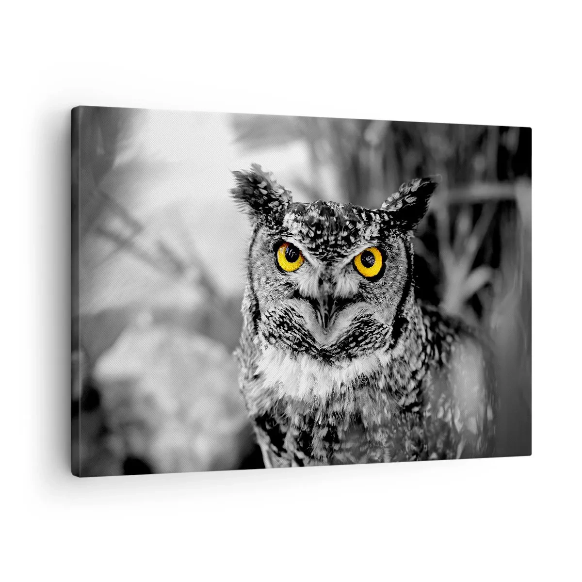 Obraz na plátne - Čiernobiela fotka sovy so žltými očami - 70x50cm - Nič sa neschová - Moderná nástenná dekorácia do obývacej izby a spálne ARTTOR
