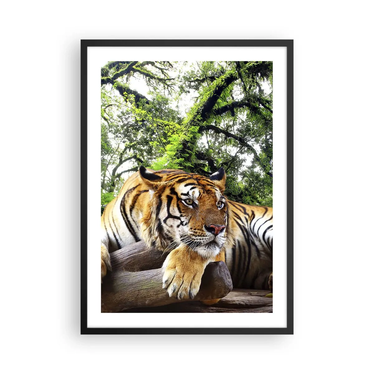 Plagát v čiernom ráme - Tiger odpočíva medzi zelenými stromami - 50x70cm - S úctou - Moderná nástenná dekorácia do obývacej izby a spálne ARTTOR