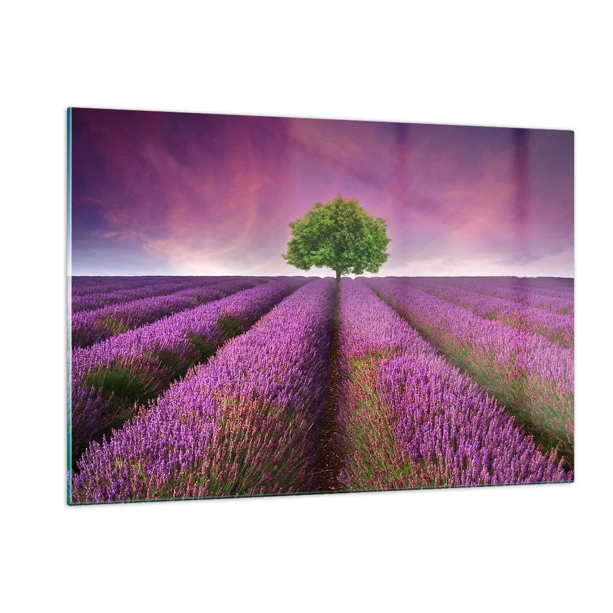 Obraz na skle - Na levanduľových poliach - 120x80 cm
