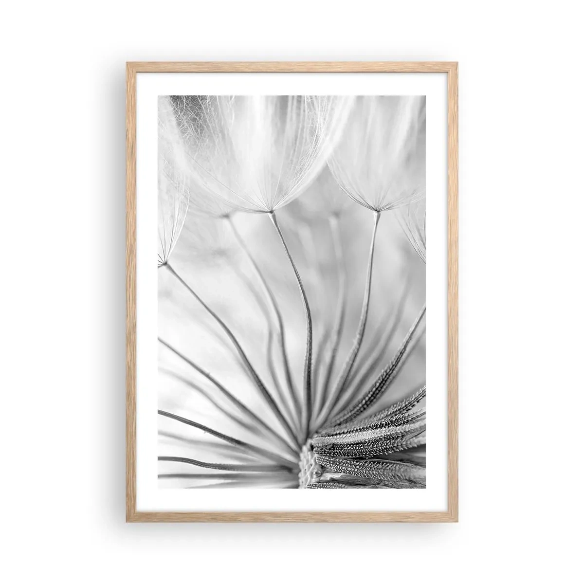 Plagát v ráme zo svetlého duba - Púpavy - 50x70 cm