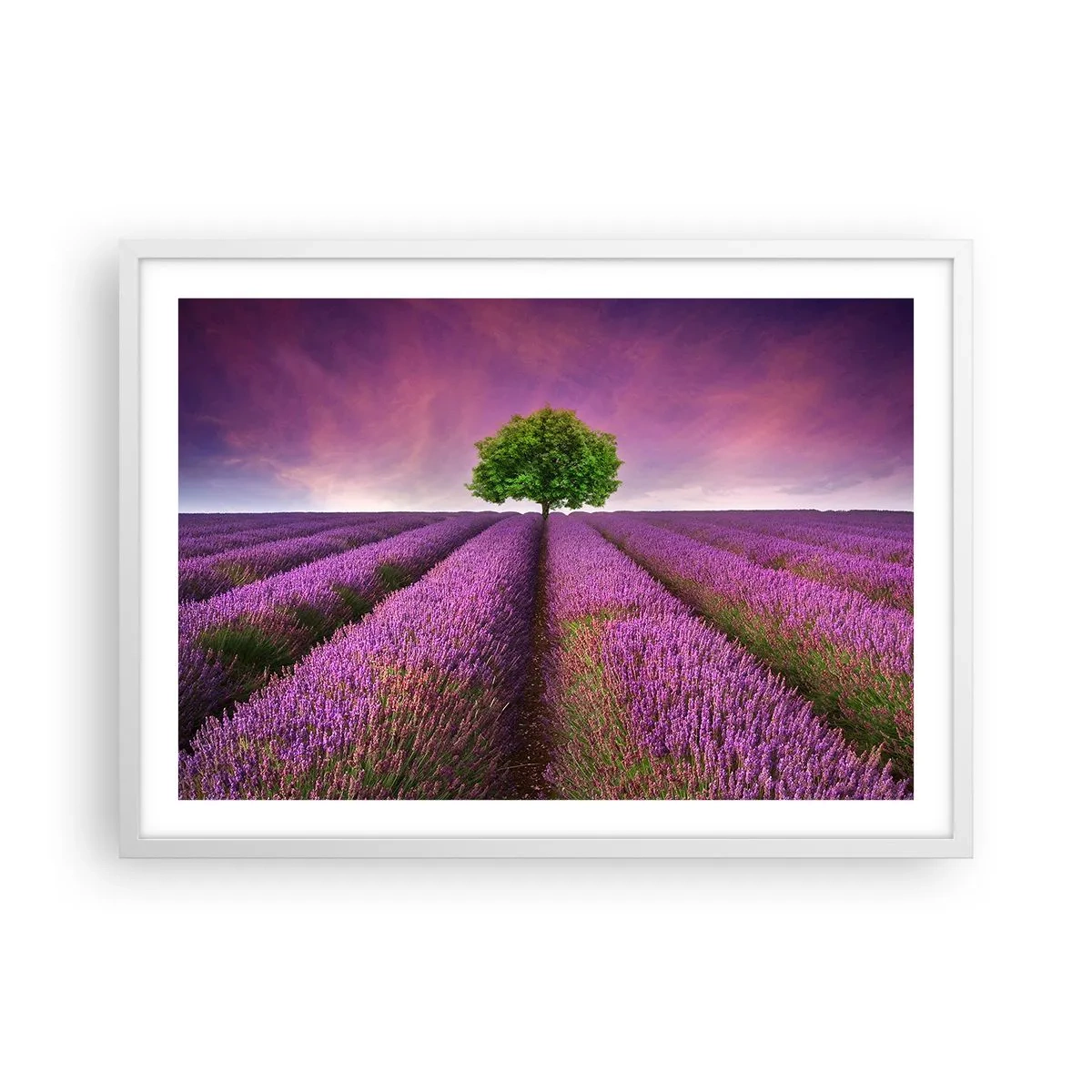 Plagát v bielom ráme - Na levanduľových poliach - 70x50 cm