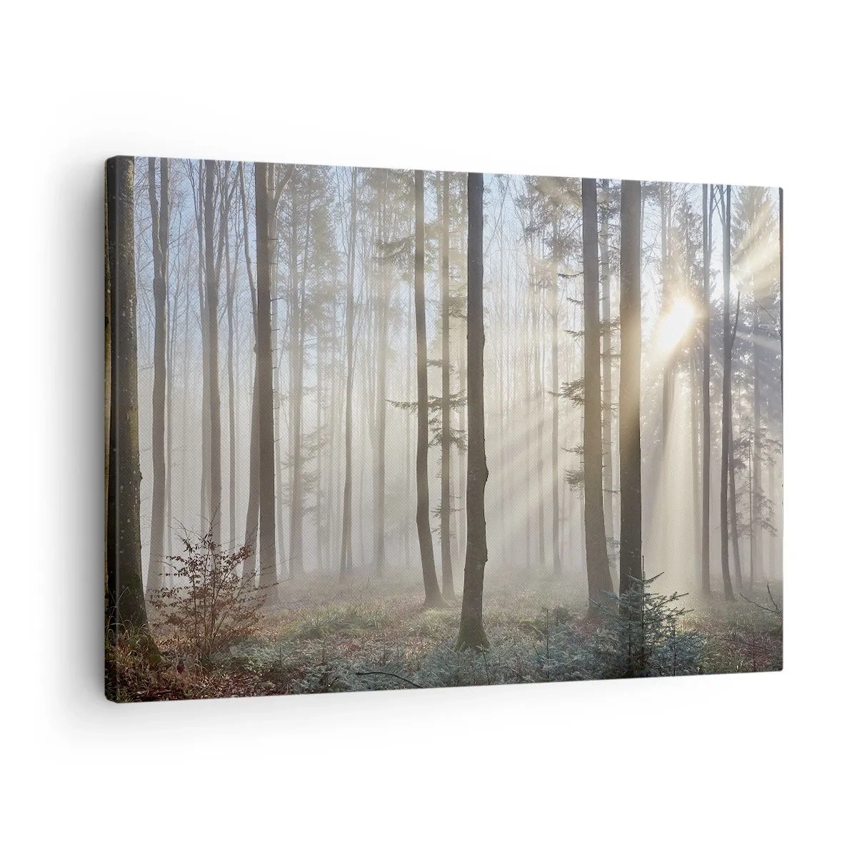 Obraz na plátne - Les v ľahkej hmle s lúčmi slnečného svetla presvitajúcimi cez stromy - 70x50cm - Hmla sa tiež zobudila - Moderná nástenná dekorácia do obývacej izby a spálne ARTTOR