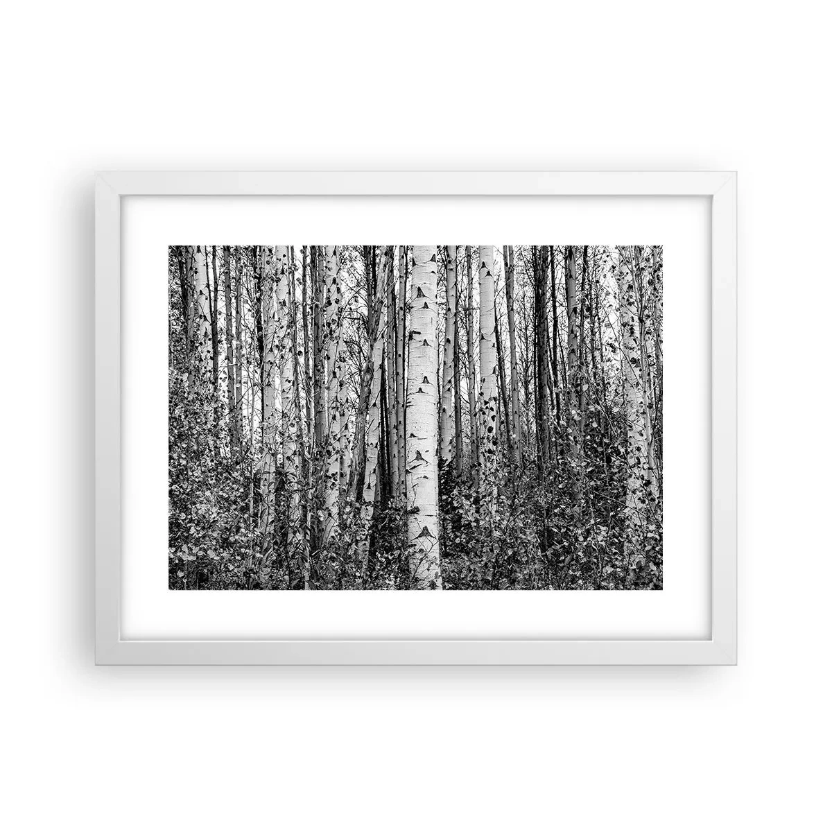 Plagát v bielom ráme - Brezová kolonáda - 40x30 cm