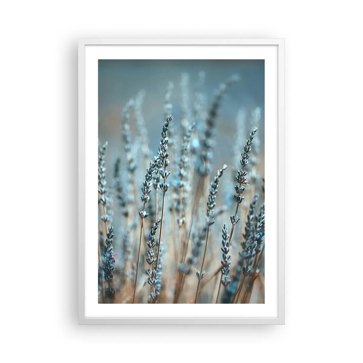 Plagát v bielom ráme - Voňavý lán - 50x70 cm