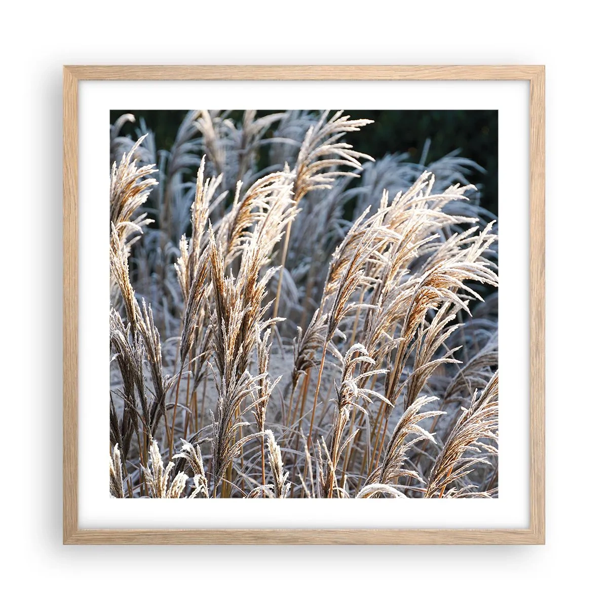 Plagát v ráme zo svetlého duba - Mrazom pokryté - 50x50 cm