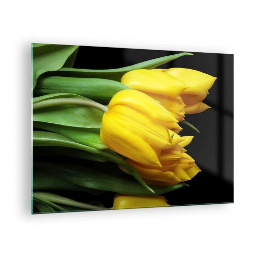 Obraz na skle - Žlté tulipány na čiernom pozadí v elegantnom zábere - 70x50cm - Vznikli z čistého slnka - Moderná nástenná dekorácia do obývacej izby a spálne ARTTOR