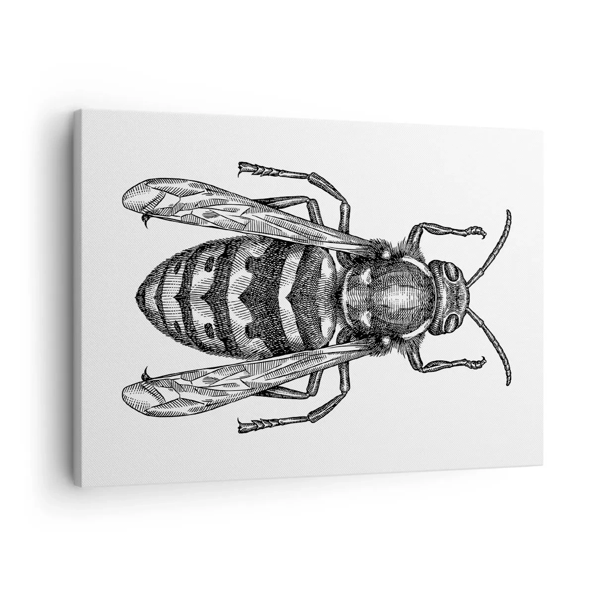 Obraz na plátne - Motív kreslenej osy na bielom pozadí v minimalistickom štýle. - 70x50cm - Z hmyzej planéty - Moderná nástenná dekorácia do obývacej izby a spálne ARTTOR