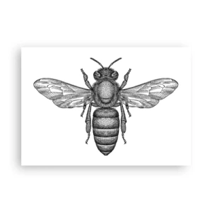 Plagát - Hmyzí portrét - 100x70 cm