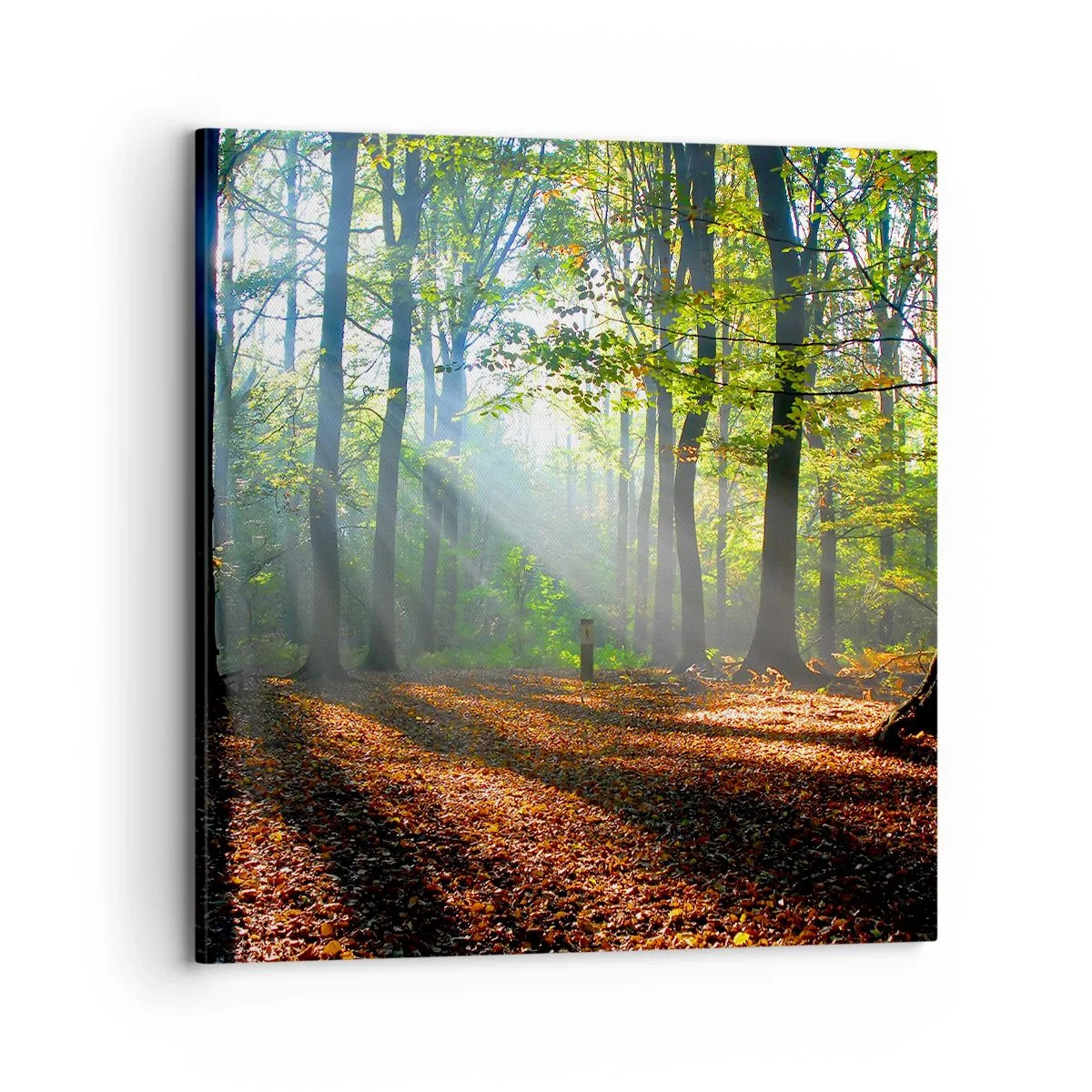 Obraz na plátne - Svetlá a tiene - 70x70 cm