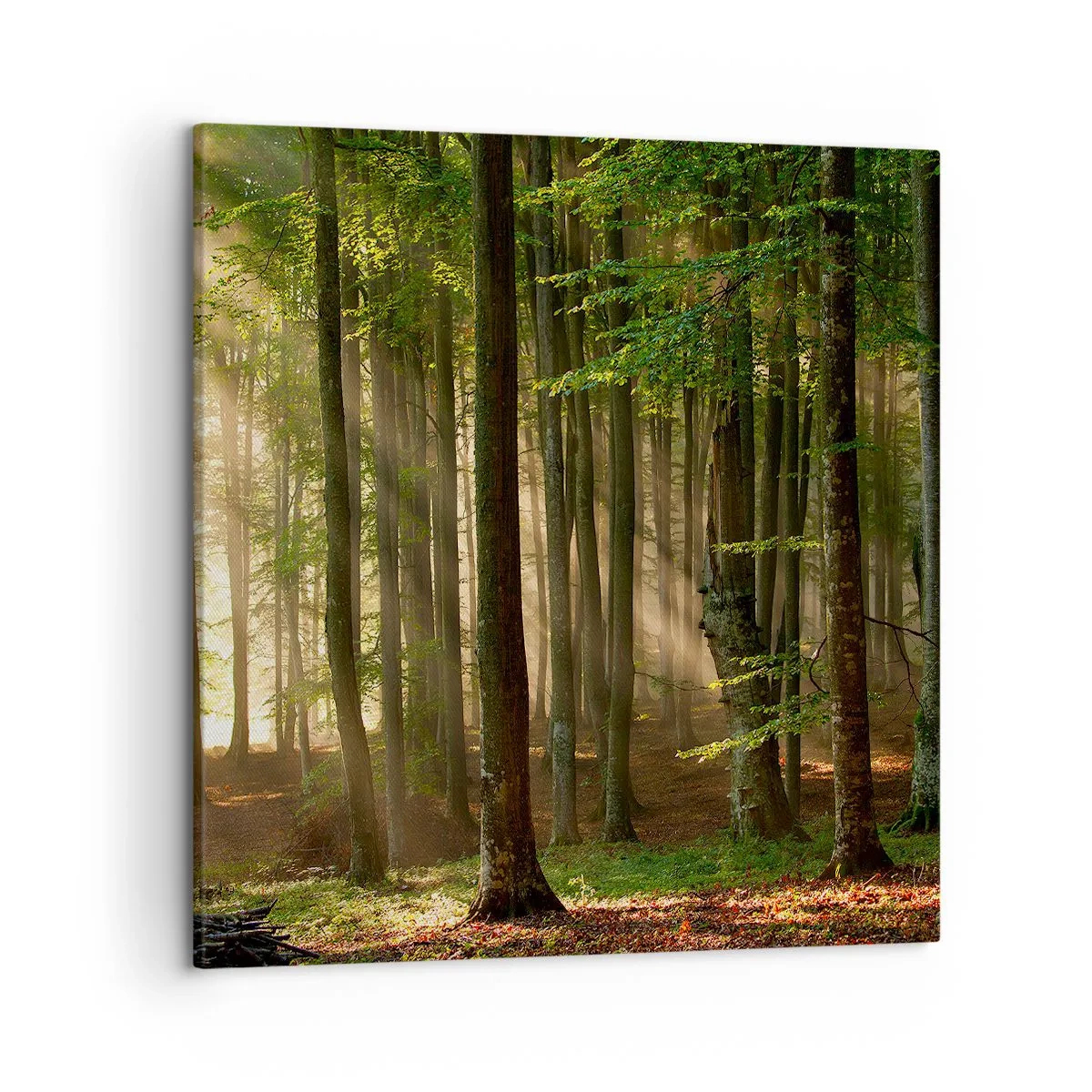 Obraz na plátne - Rozžiarený v jarnom ráne - 50x50 cm
