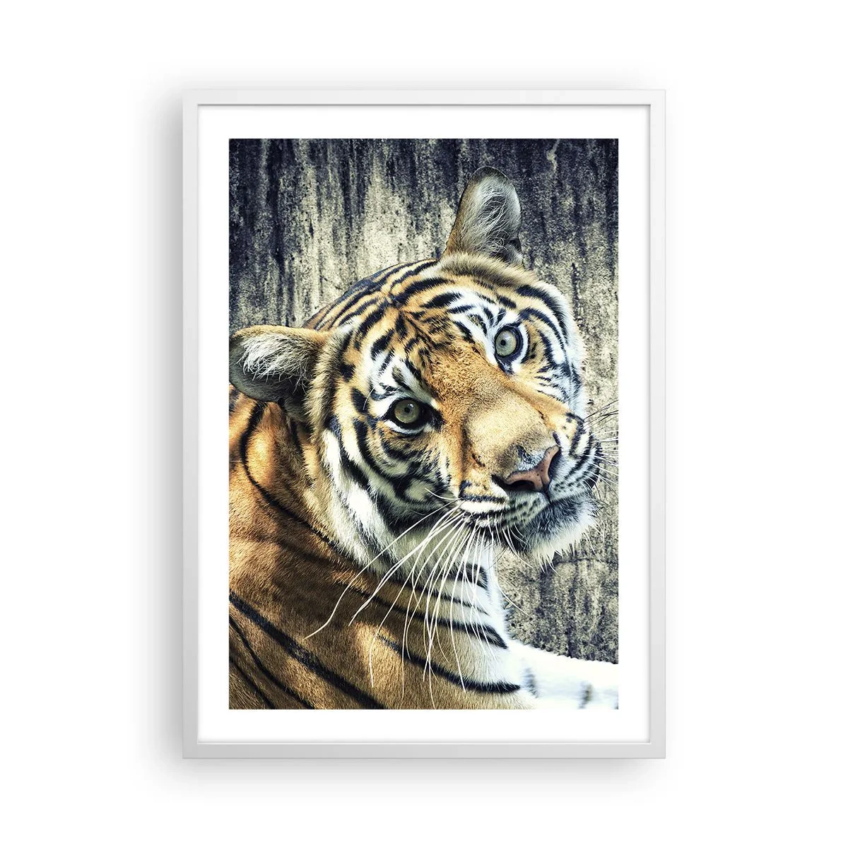 Plagát v bielom ráme - Portrét v prameňoch svetla - 50x70 cm