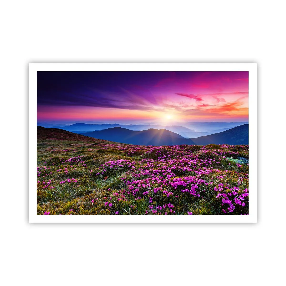 Plagát - Zavoňali svieže púčiky byliniek z obilných polí - 100x70 cm