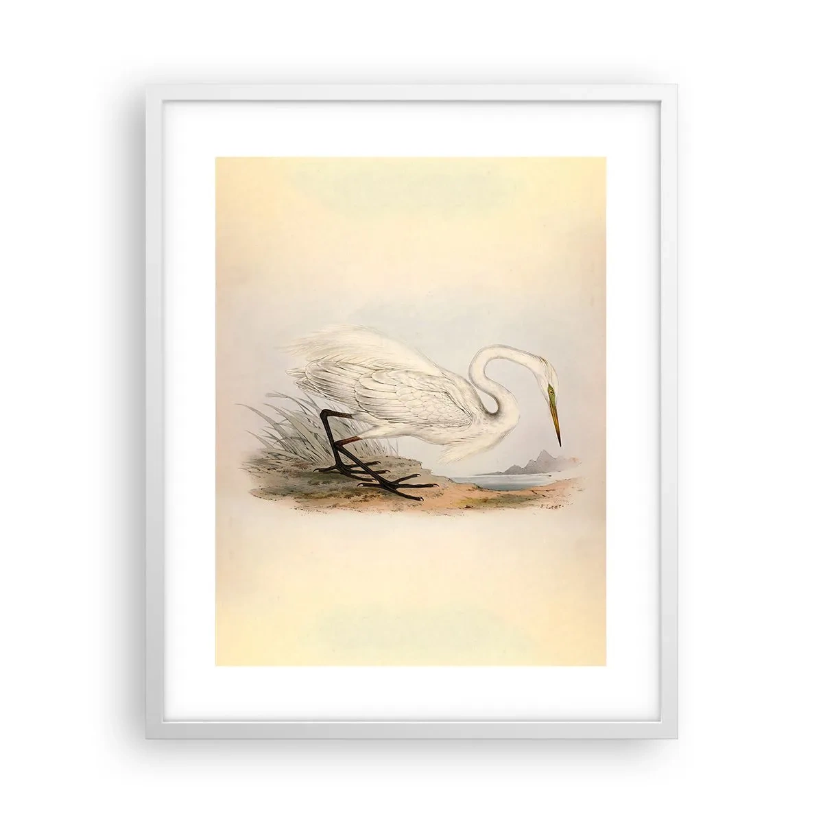 Plagát v bielom ráme - Pani rákosín - 40x50 cm