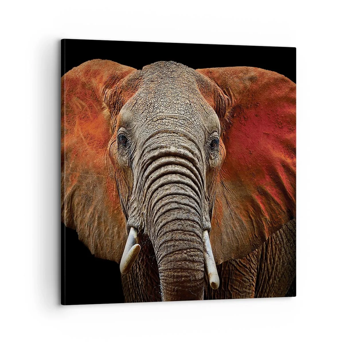 Obraz na plátne - Som divoký, a ty? - 60x60 cm