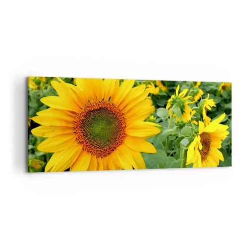 Obraz na plátne - Zahoreli stovky sĺnk - 100x40 cm