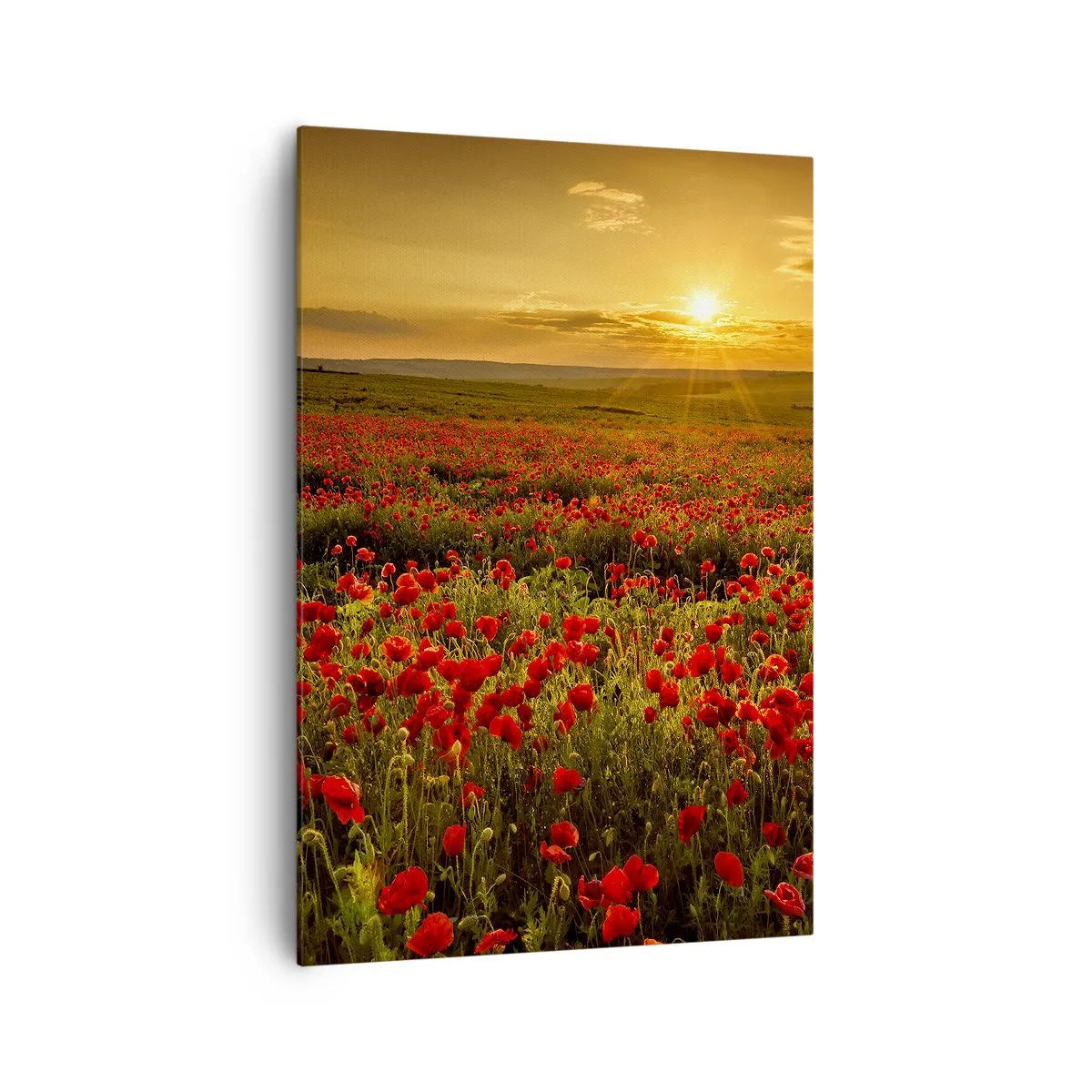 Obraz na plátne - Medzi vlnami šumiacich lúk, medzi záplavou kvetov - 70x100 cm