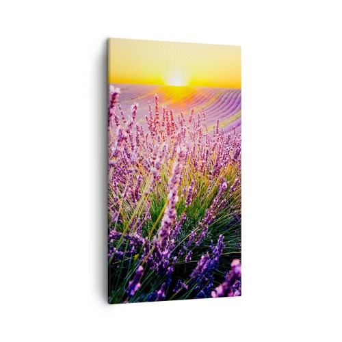 Obraz na plátne - Voňavý lán - 45x80 cm