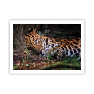 Plagát - Ver mi - 70x50 cm