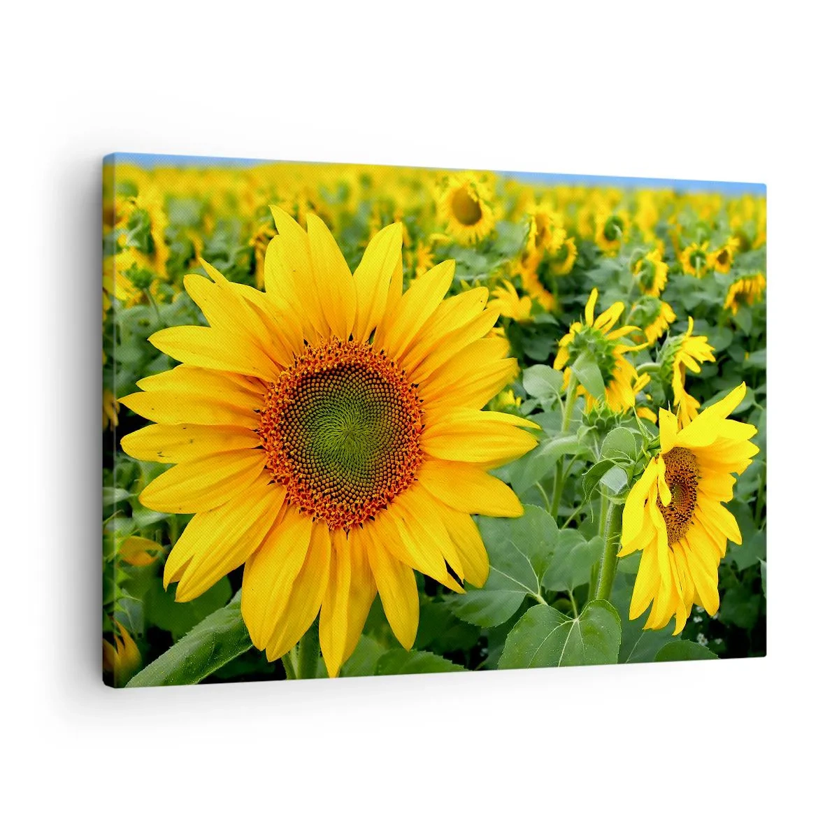 Obraz na plátne - Pole slnečníc so žltými kvetmi na pozadí zelených listov - 70x50cm - Zahoreli stovky sĺnk - Moderná nástenná dekorácia do obývacej izby a spálne ARTTOR