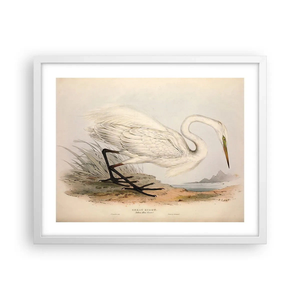 Plagát v bielom ráme - Pani rákosín - 50x40 cm