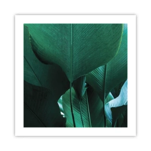 Plagát - Obrátené k svetlu - 50x50 cm