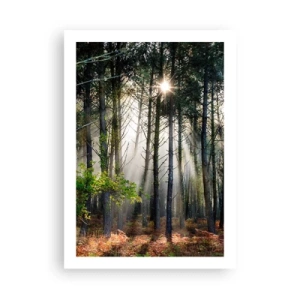 Plagát - Lesná divočina - 50x70 cm