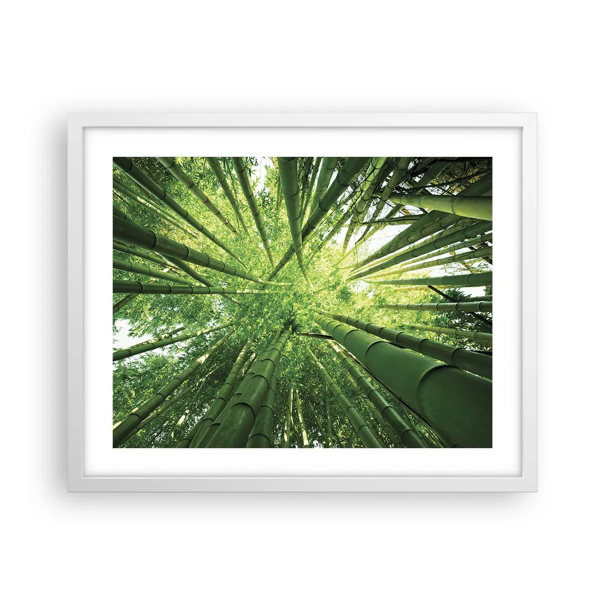 Plagát v bielom ráme - V bambusovom háji - 50x40 cm