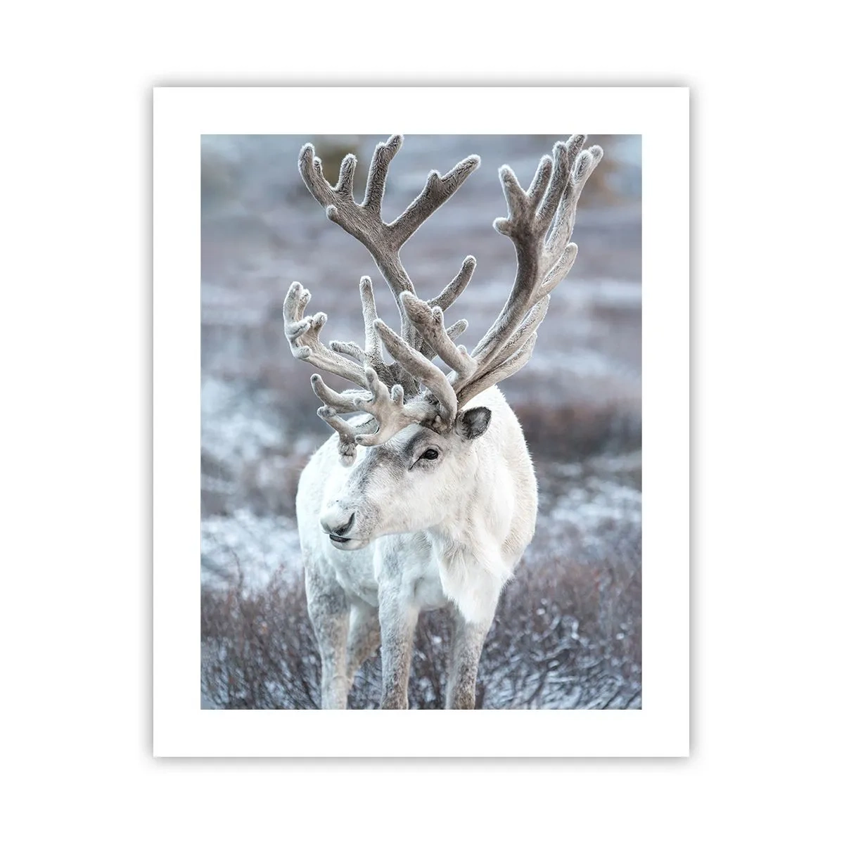 Plagát - Slnečný portrét - 40x50 cm