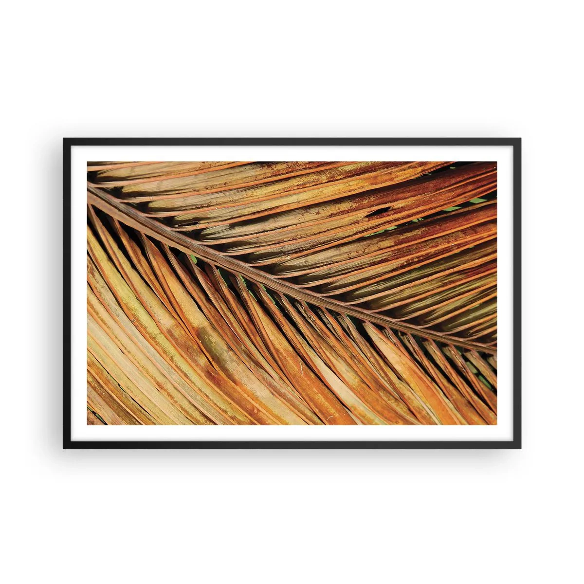 Plagát v čiernom ráme - Kokosové zlato - 91x61 cm