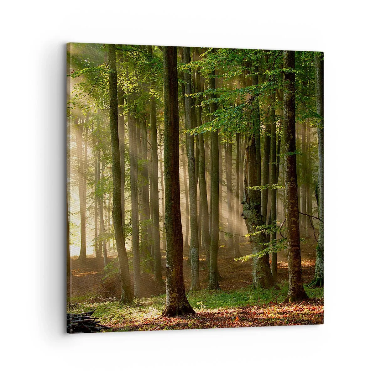 Obraz na plátne - Rozžiarený v jarnom ráne - 60x60 cm