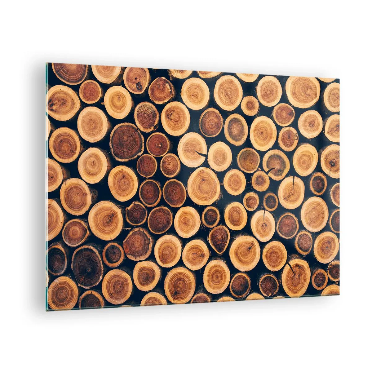 Obraz na skle - Pohľad na odrezané kmene stromov usporiadané v rade - 70x50cm - Na koľko vyzerám? - Moderná nástenná dekorácia do obývacej izby a spálne ARTTOR