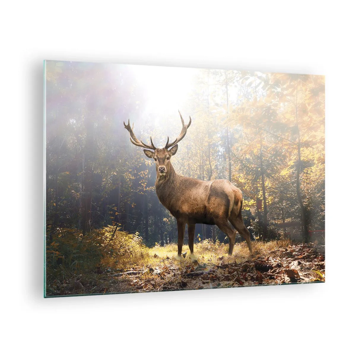 Obraz na skle - Majestátny jeleň v slnečnom jesennom lese - 70x50cm - Plné dôstojnosti - Moderná nástenná dekorácia do obývacej izby a spálne ARTTOR