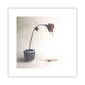 Plagát - Rosa dolorosa - 30x30 cm